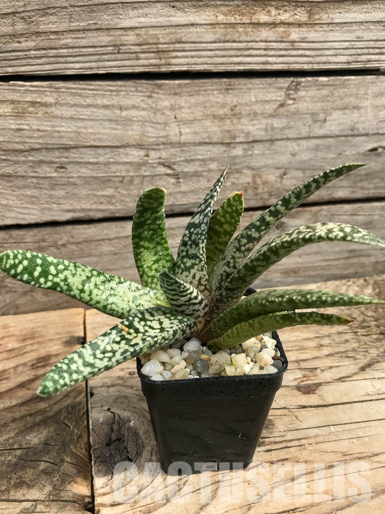 SHPR6303 Gasteria carinata cv. Snow Storm - Obrázek 2