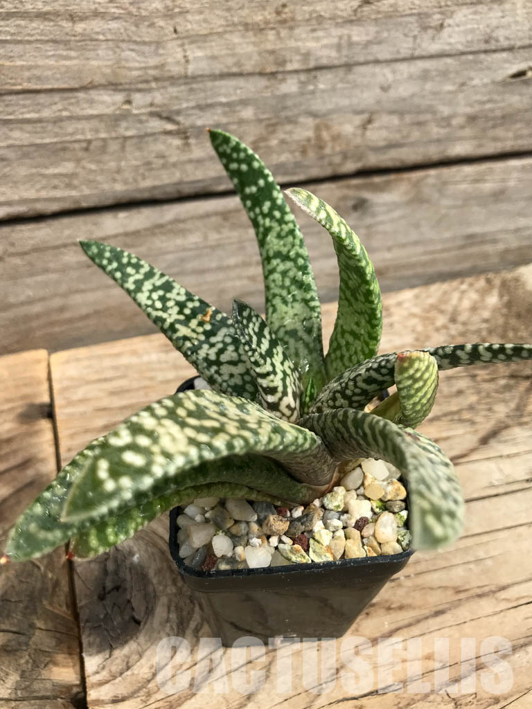 SHPR6303 Gasteria carinata cv. Snow Storm - Obrázek 3