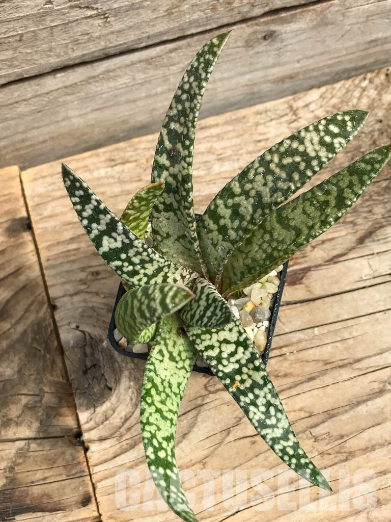 SHPR6303 Gasteria carinata cv. Snow Storm - Obrázek 4