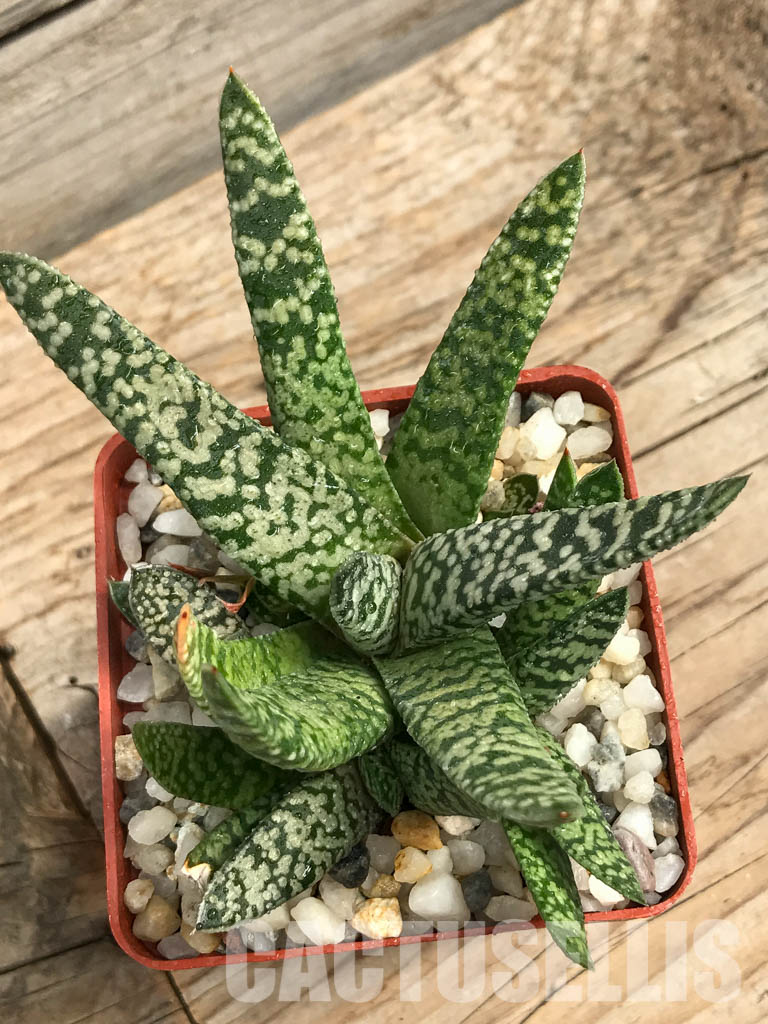SHPR6303 Gasteria carinata cv. Snow Storm - Obrázek 5