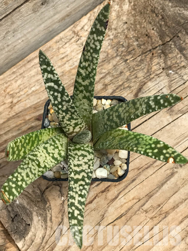 SHPR6303 Gasteria carinata cv. Snow Storm - Obrázek 6