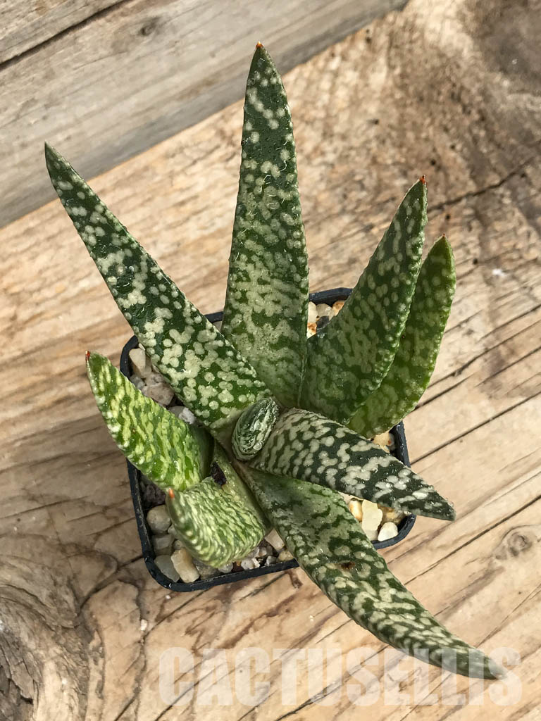 SHPR6303 Gasteria carinata cv. Snow Storm - Obrázek 7