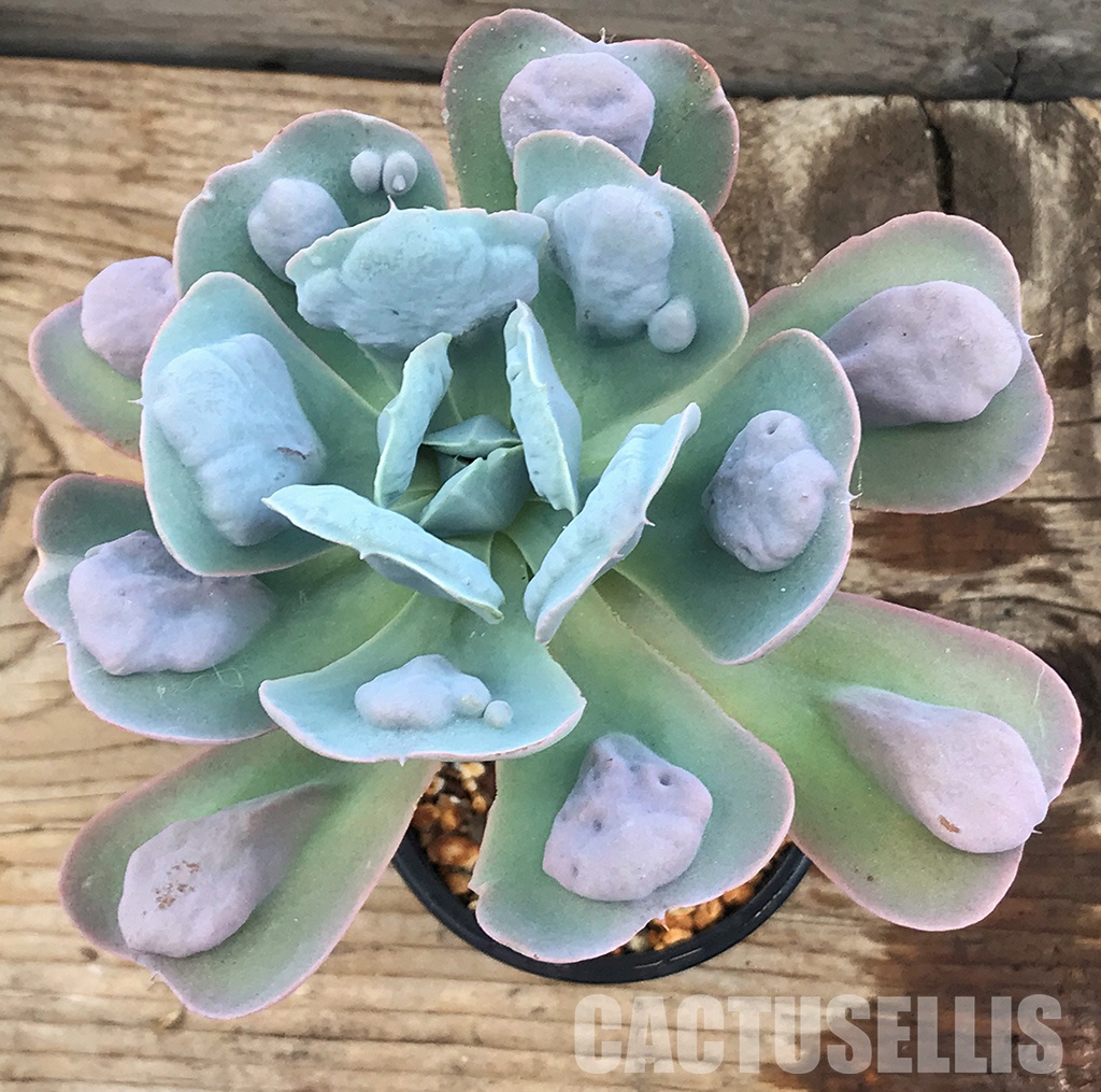 SHPR6396 Echeveria 'Love Rain drops'