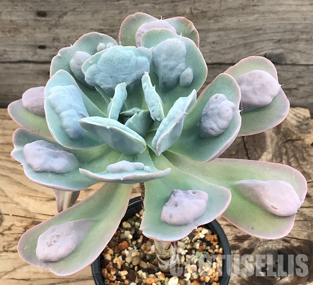 SHPR6396 Echeveria 'Love Rain drops' - Obrázek 2