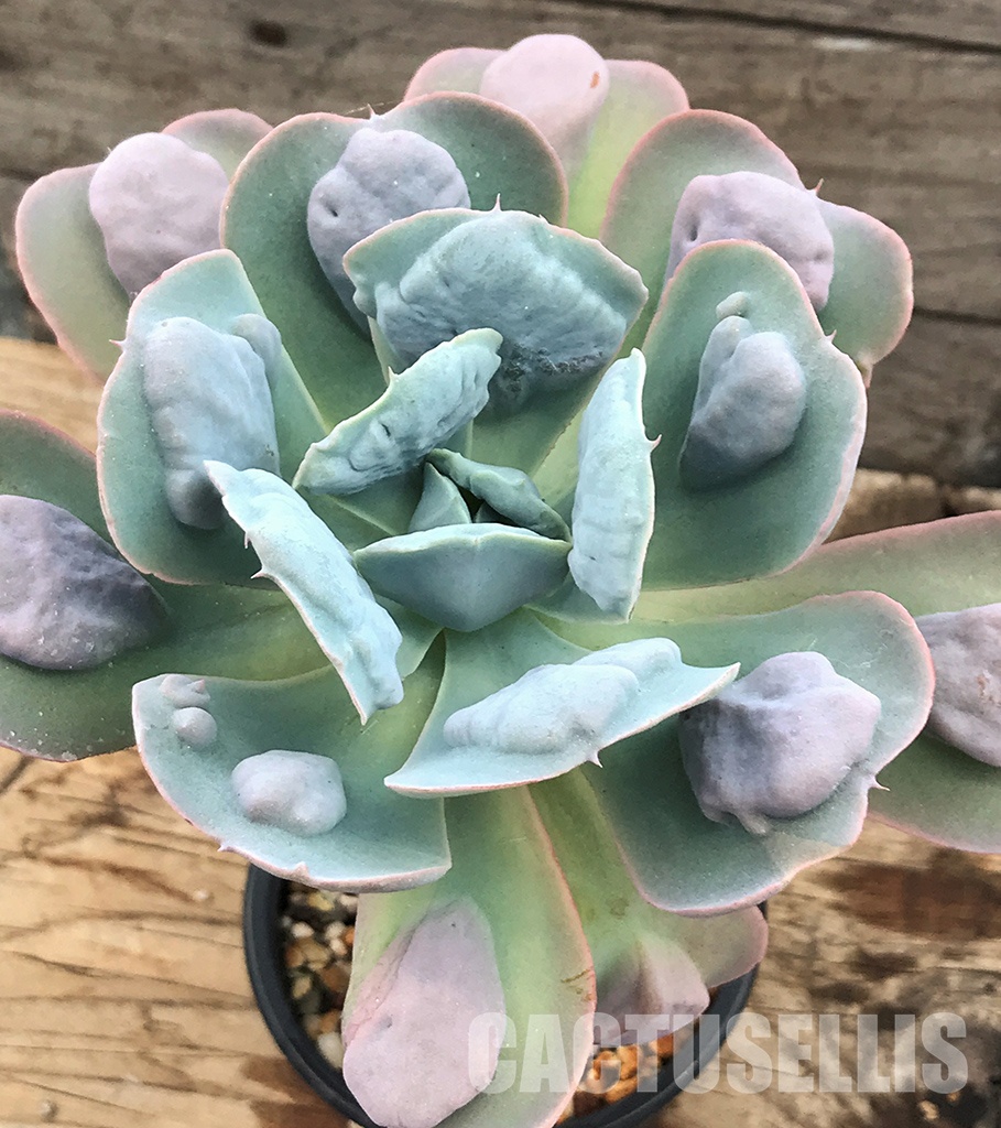 SHPR6396 Echeveria 'Love Rain drops' - Obrázek 3