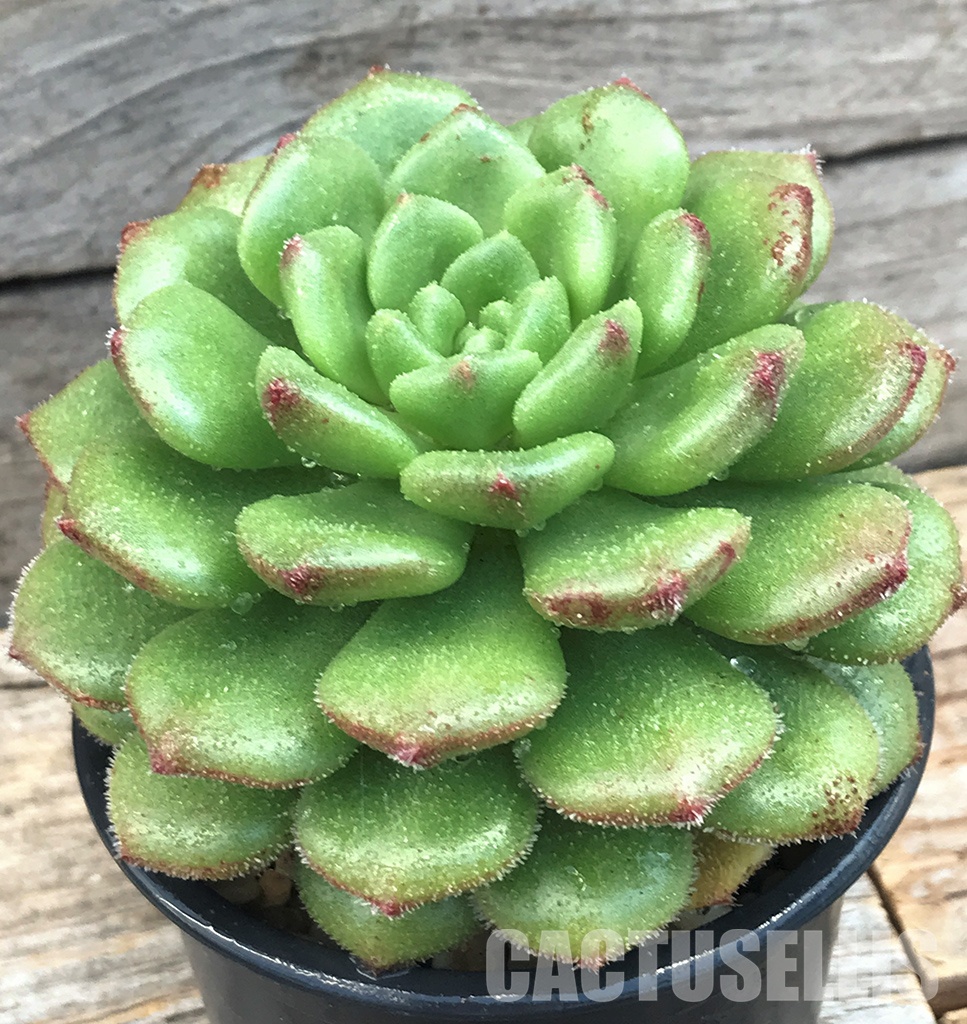 SHPR6398 Echeveria “Sugar Coral” - Image 3