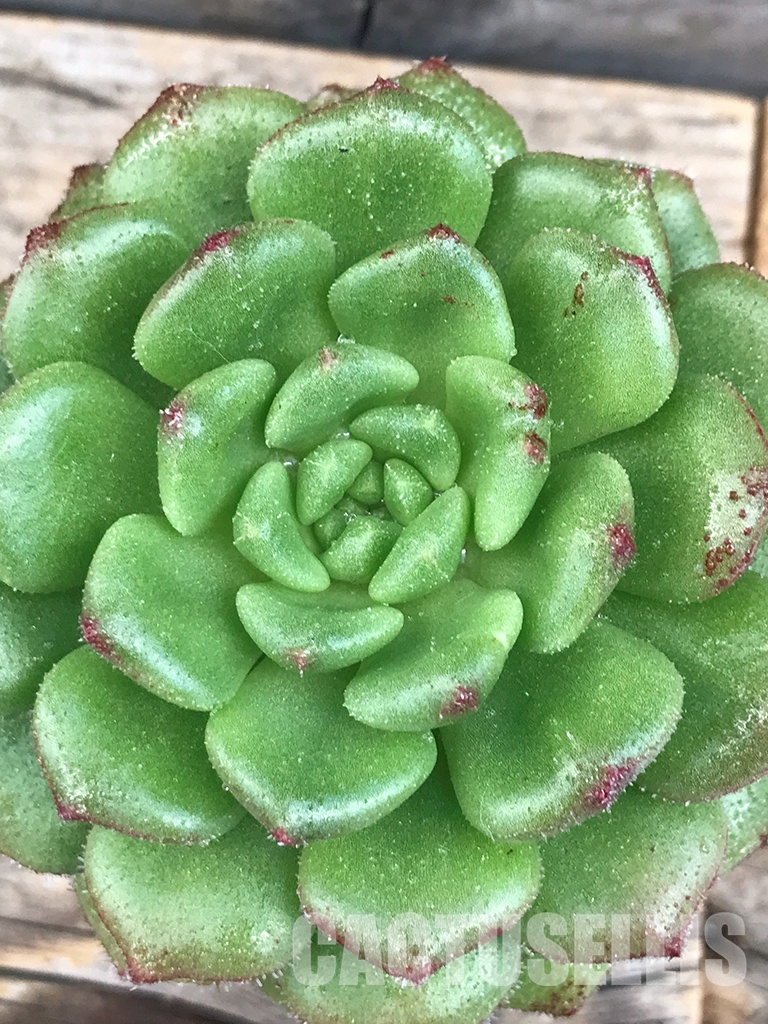 SHPR6398 Echeveria “Sugar Coral” - Image 4