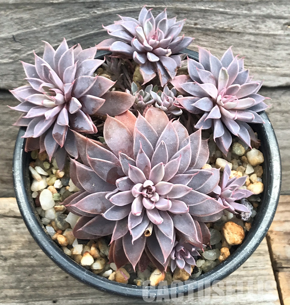 SHPR6399 Graptopetalum rusbyi - Зображення 2