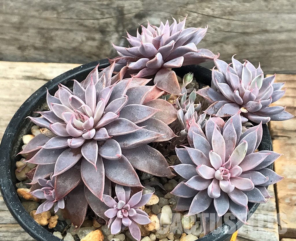 SHPR6399 Graptopetalum rusbyi - Зображення 3