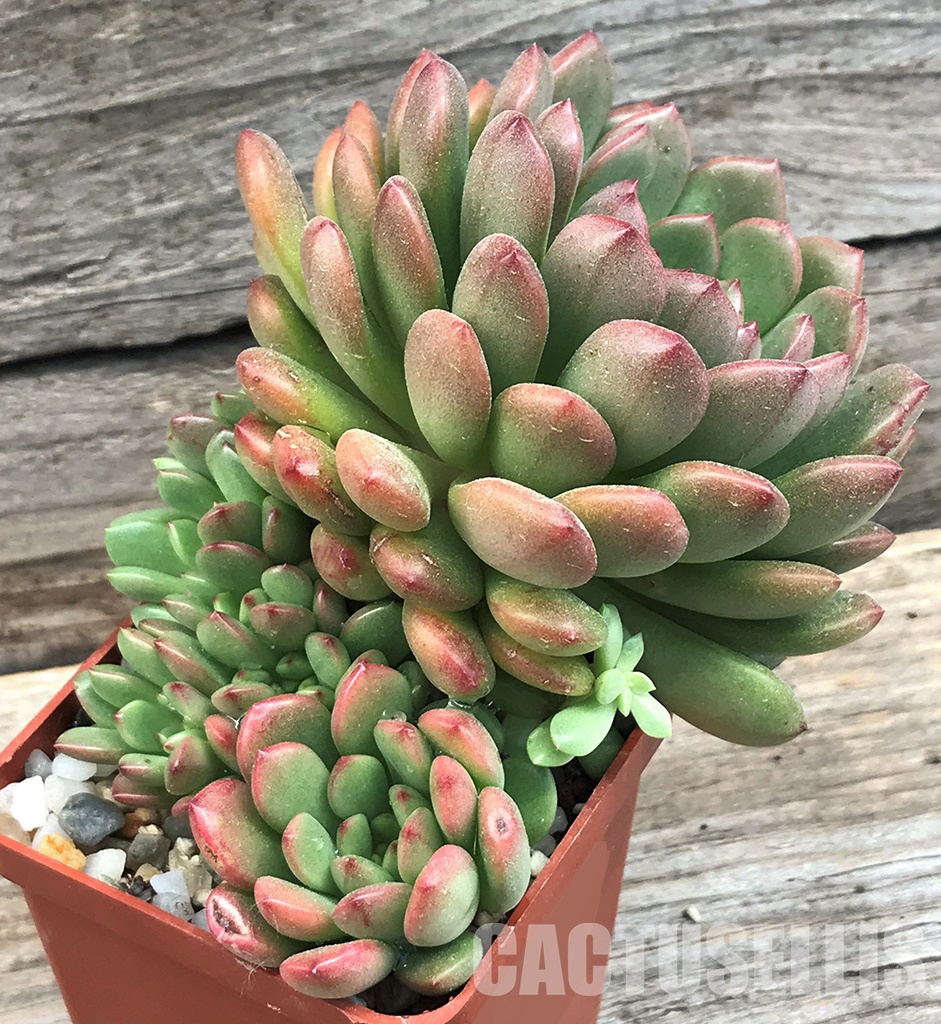 SHPR6402 Sedeveria 'Pink Ruby', four heads - Image 2