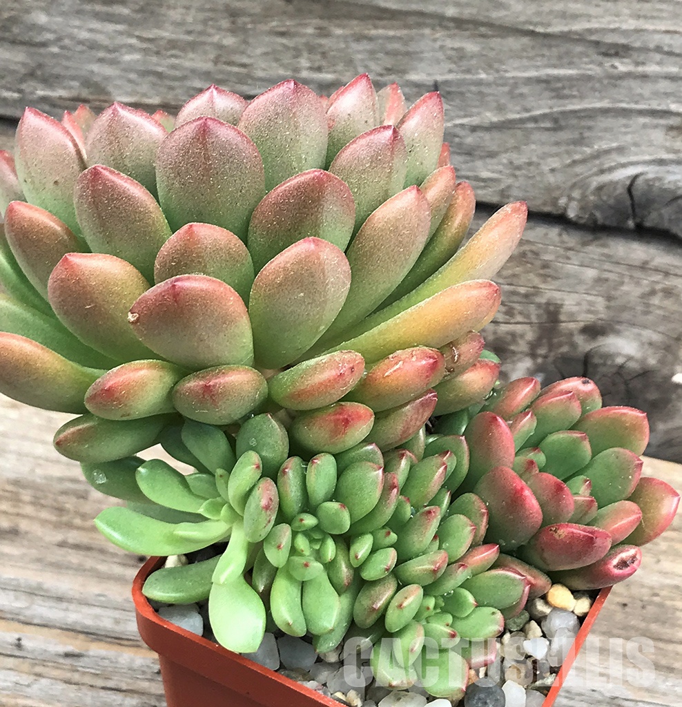 SHPR6402 Sedeveria 'Pink Ruby', four heads