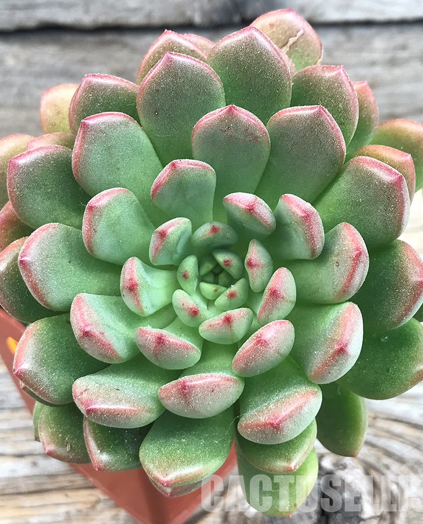SHPR6402 Sedeveria 'Pink Ruby', four heads - Image 4