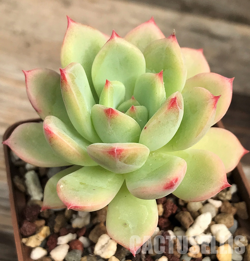 SHPR6404 Echeveria colorata var. brandtii - immagine 2