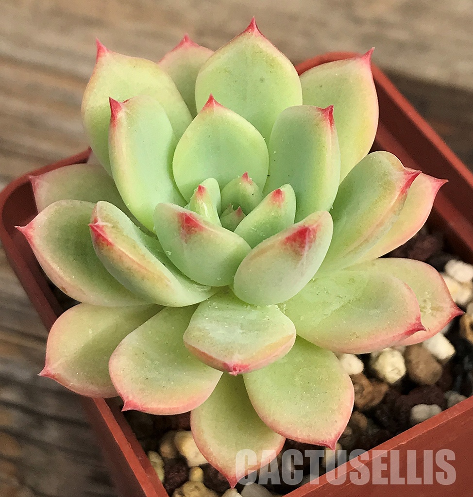 SHPR6404 Echeveria colorata var. brandtii - immagine 3