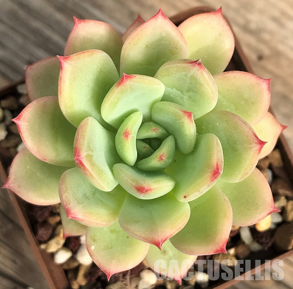 SHPR6404 Echeveria colorata var. brandtii