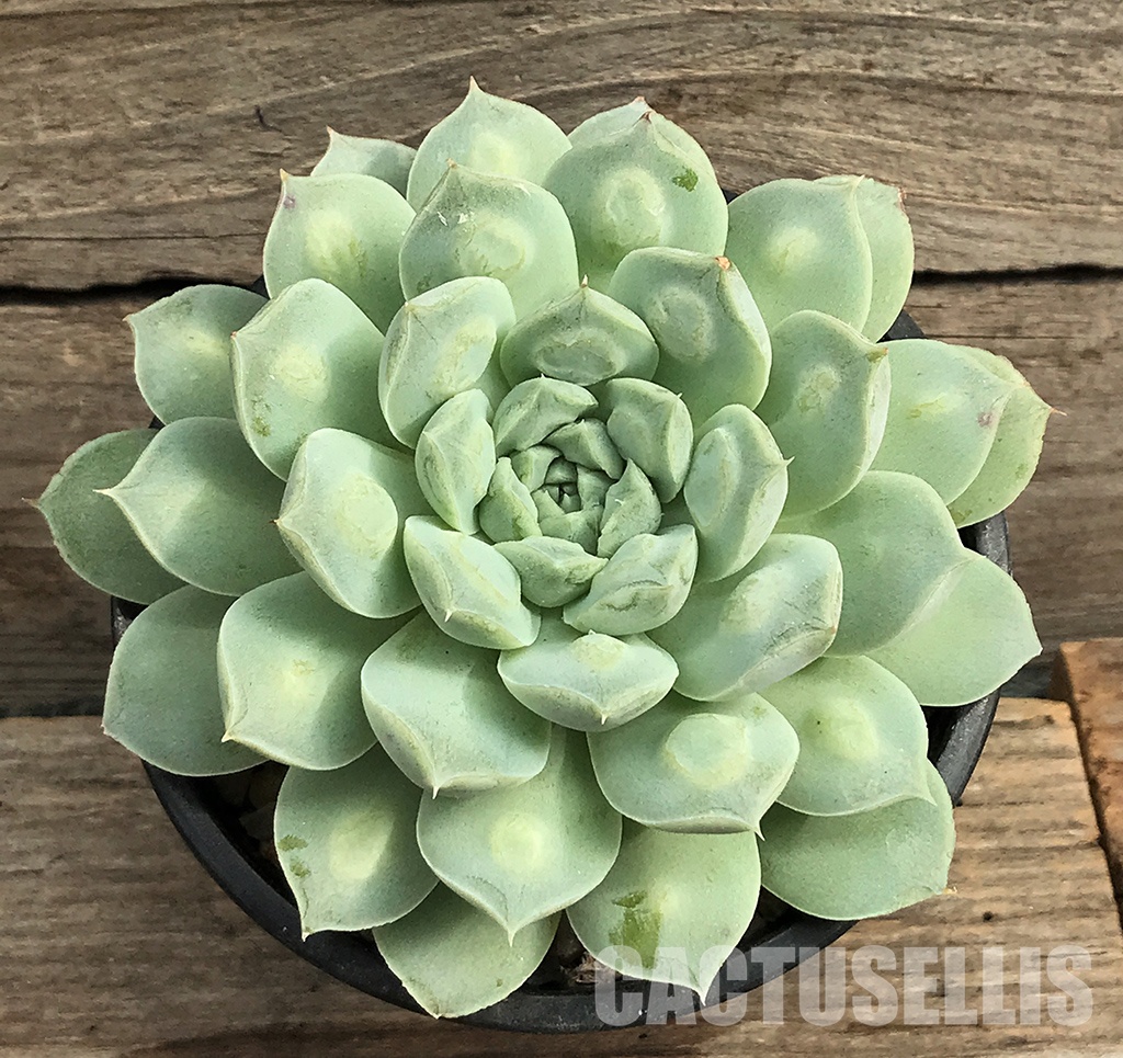 SHPR6405 Echeveria 'Raindrops' hybrid - immagine 2