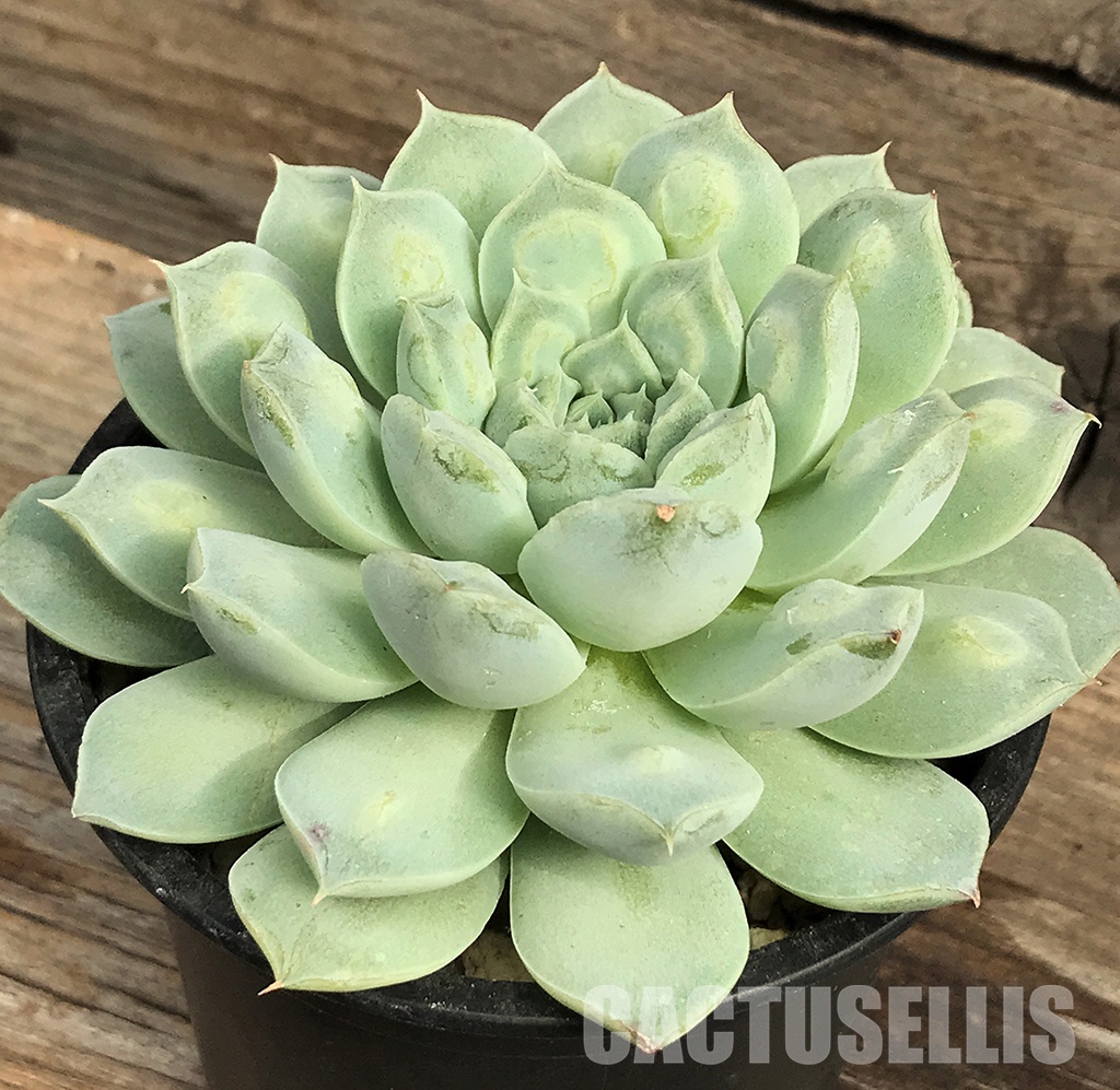 SHPR6405 Echeveria 'Raindrops' hybrid - immagine 3