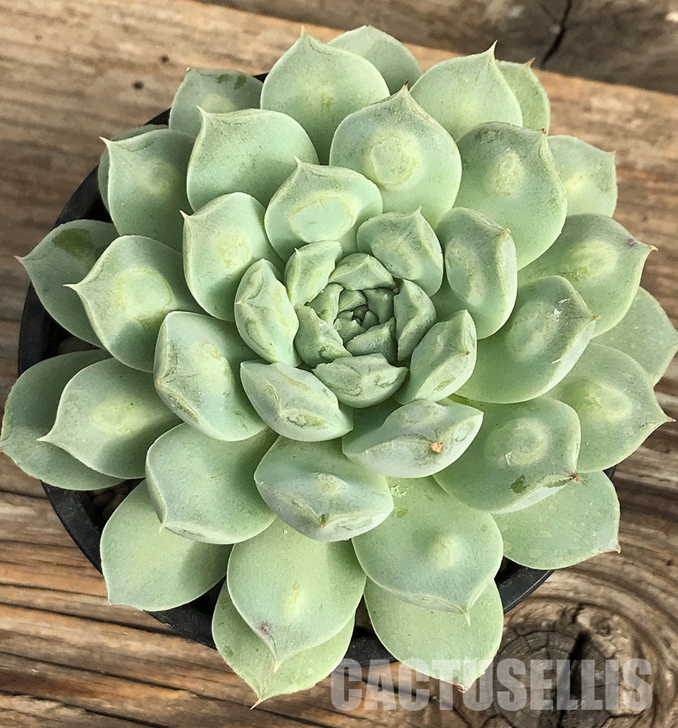 SHPR6405 Echeveria 'Raindrops' hybrid - immagine 4