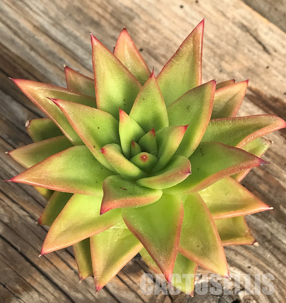 SHPR6406 Echeveria agavoides “Lipstick' - Image 2