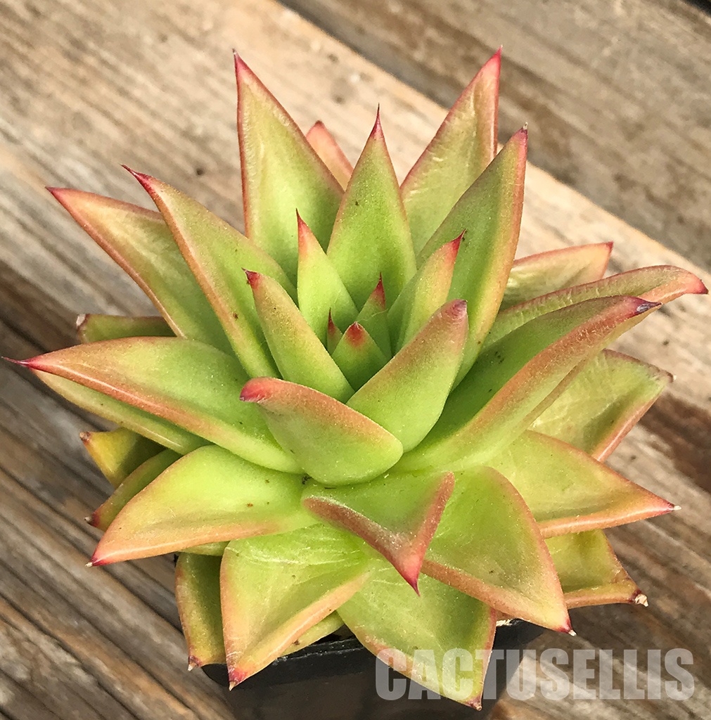 SHPR6406 Echeveria agavoides “Lipstick' - Image 3