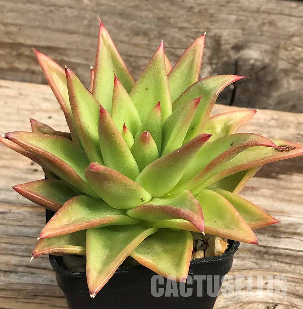 SHPR6406 Echeveria agavoides “Lipstick' - Image 4