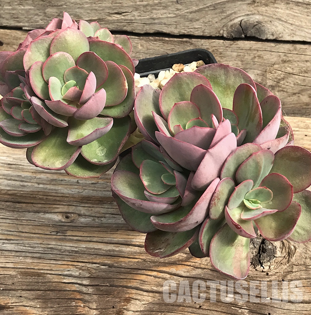 SHPR6407 Echeveria 'Suyon', three heads - immagine 2