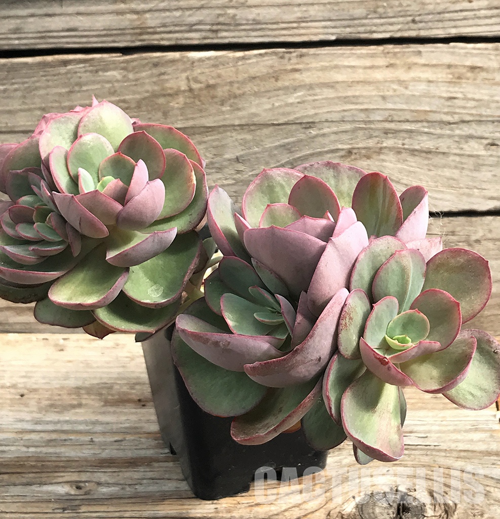 SHPR6407 Echeveria 'Suyon', three heads - immagine 3