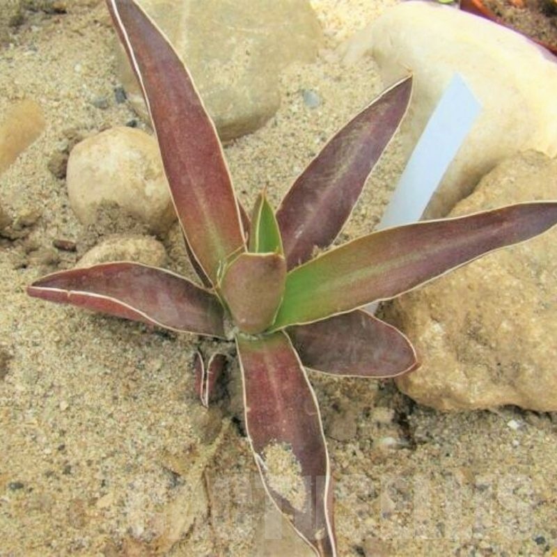 LOT333 20 SEEDS Agave Colimana 2023