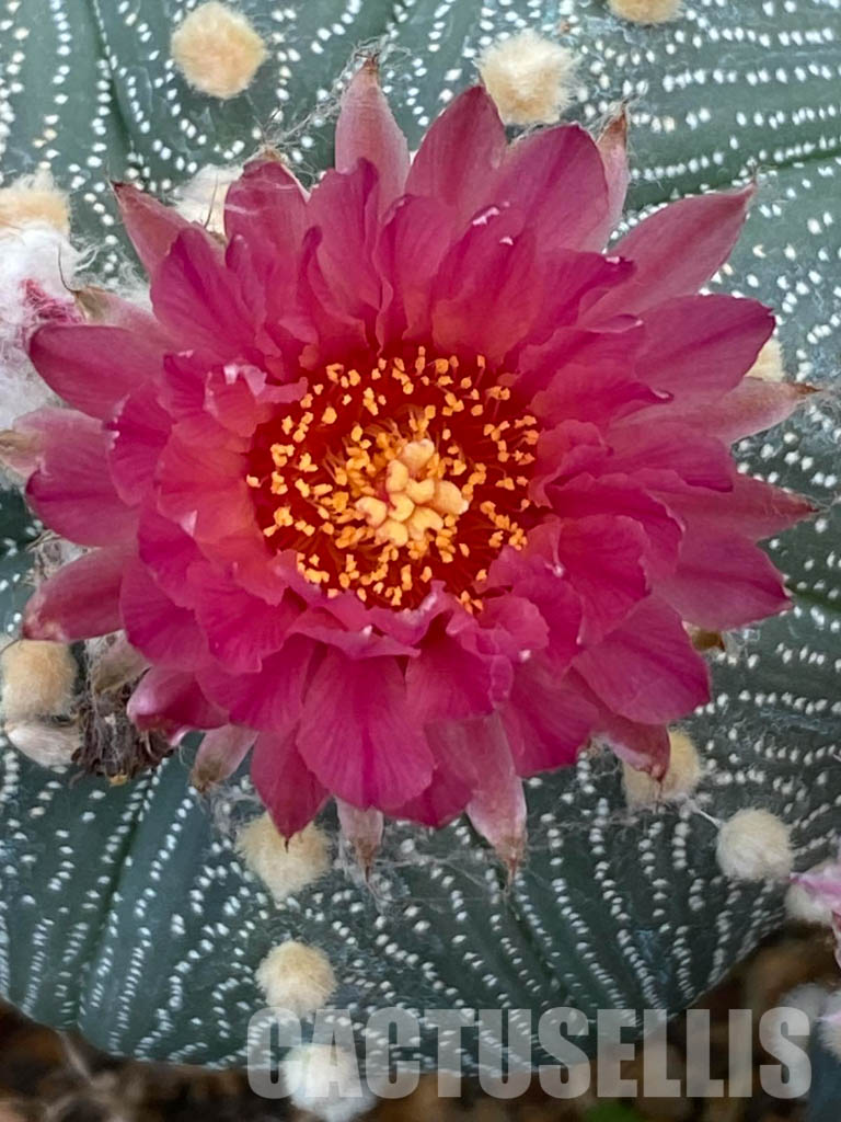 LOT306 10 SEEDS Astrophytum Asterias Red flower 2021 - Image 4