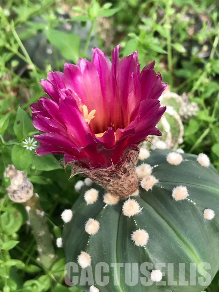 LOT306 10 SEEDS Astrophytum Asterias Red flower 2021 - Image 5