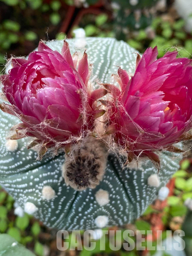 LOT306 10 SEEDS Astrophytum Asterias Red flower 2021 - Image 6