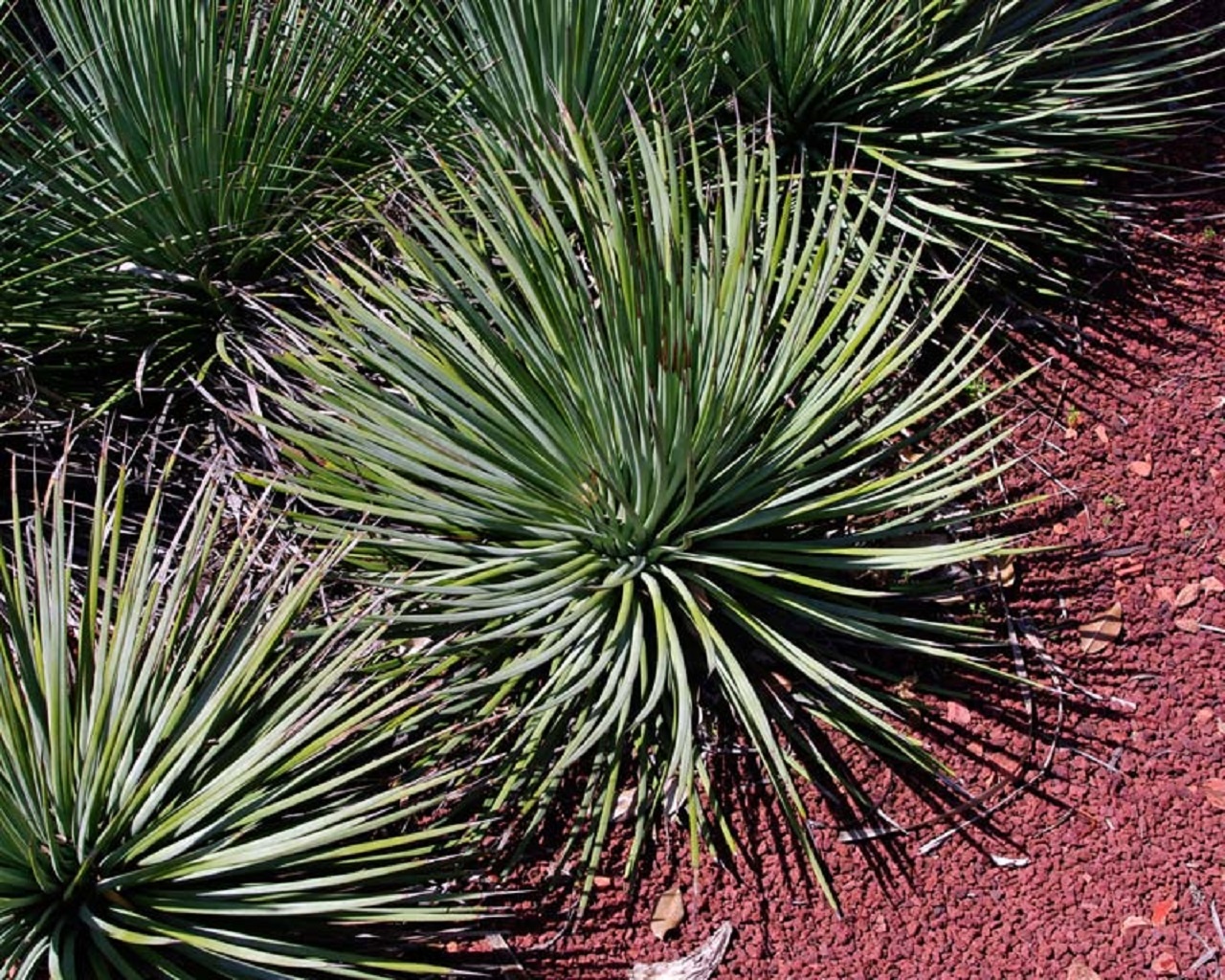 LOT339 10 SEEDS Agave Striata v. Falcata SLP Sierra Paila