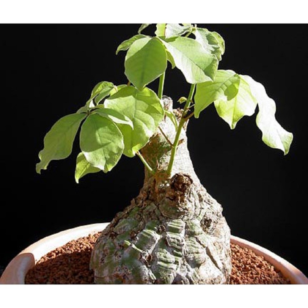 LOT348 3 SEEDS Bombax Rodognaphalon