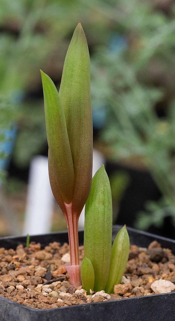 LOT350 10 SEEDS Bulbine Diphylla JAA 772