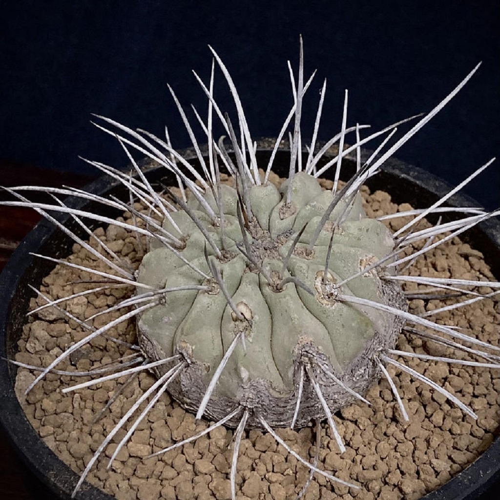 LOT35710 SEEDS Copiapoa Carizalensis