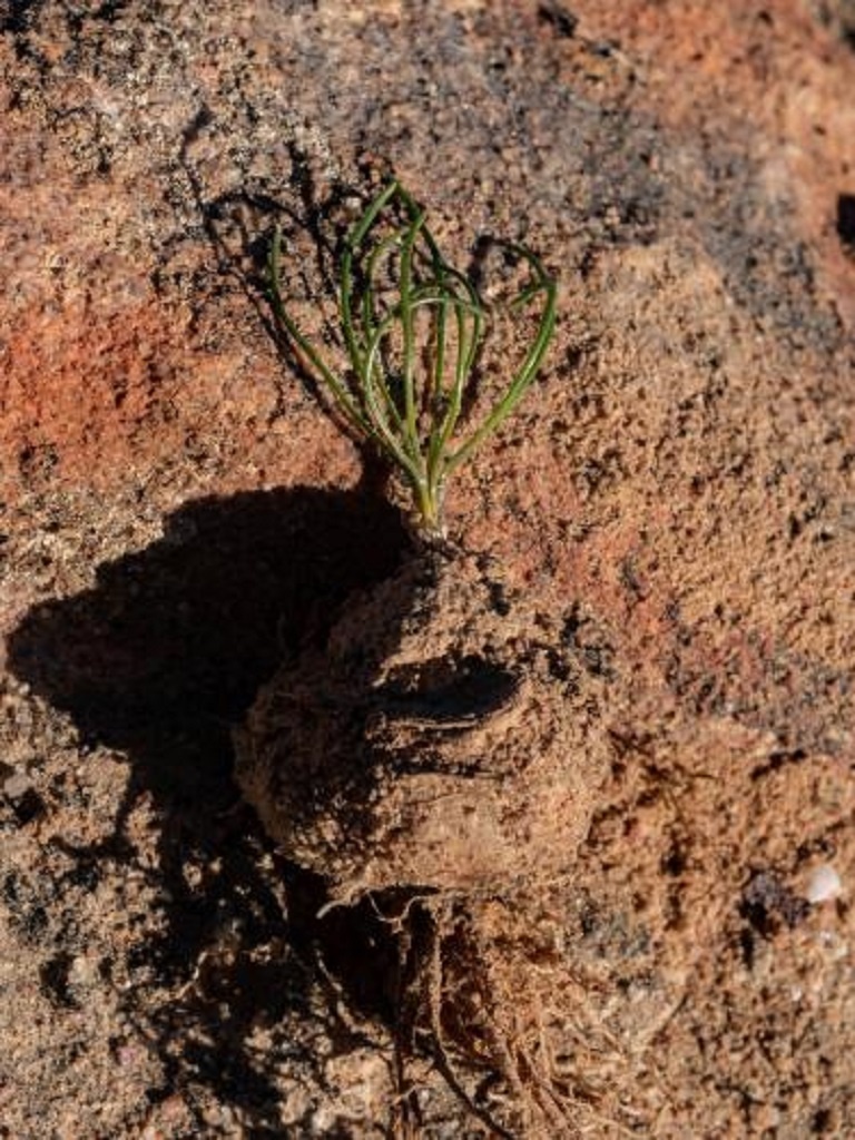 LOT364 5 SEEDS Drimia Convallarioides JAA 1377