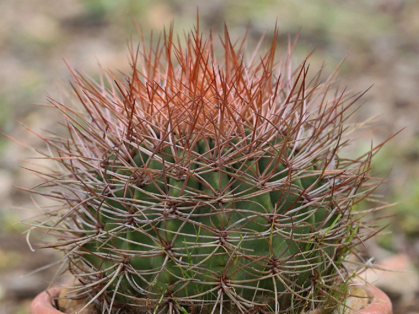 LOT362 10 SEEDS Denmoza Rhodacantha Gracilior P521