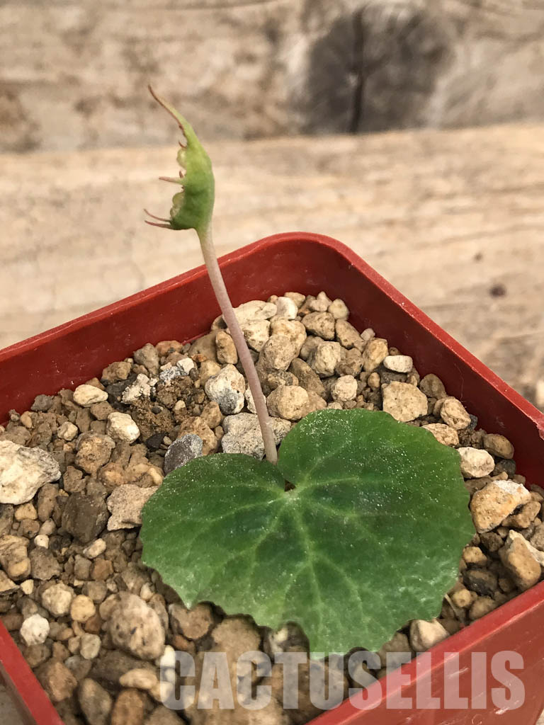 LOT425 5 SEEDS Dorstenia barnimiana ssp. nova, small flower, Mukondoni, Kenya 2022 – Bild 2