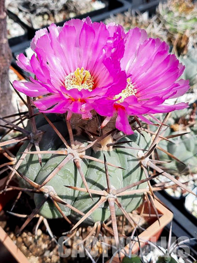 LOT424 10 SEEDS Echinocactus Horizontalonius 2022