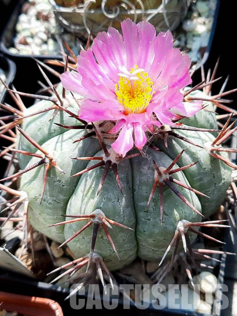 LOT424 10 SEEDS Echinocactus Horizontalonius 2022 - Obrázek 2