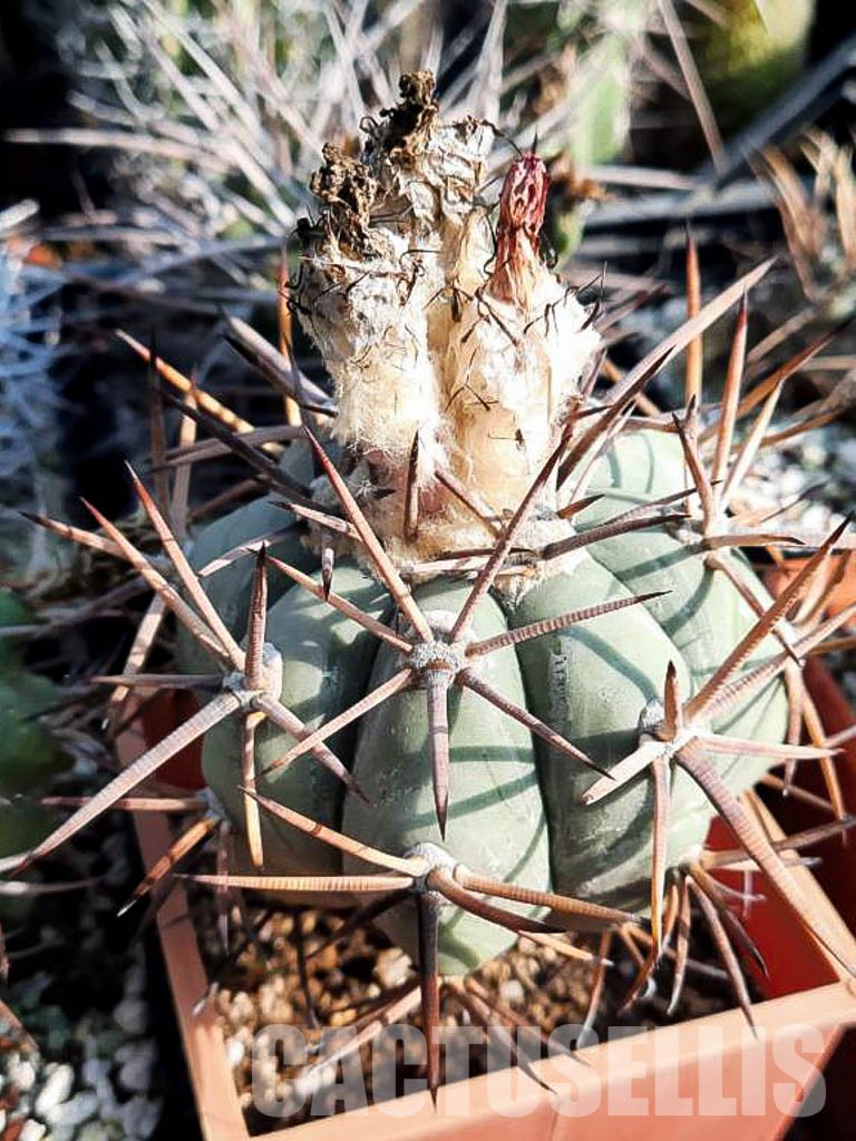LOT424 10 SEEDS Echinocactus Horizontalonius 2022 - Obrázek 6