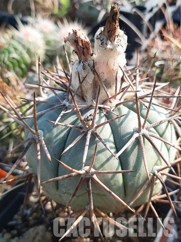 LOT424 10 SEEDS Echinocactus Horizontalonius 2022 - Obrázek 7