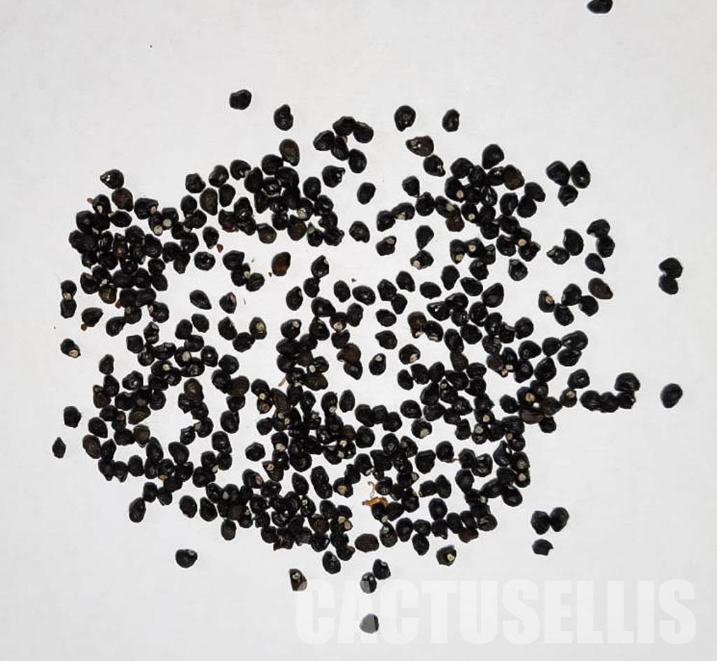 LOT424 10 SEEDS Echinocactus Horizontalonius 2022 - Obrázek 9