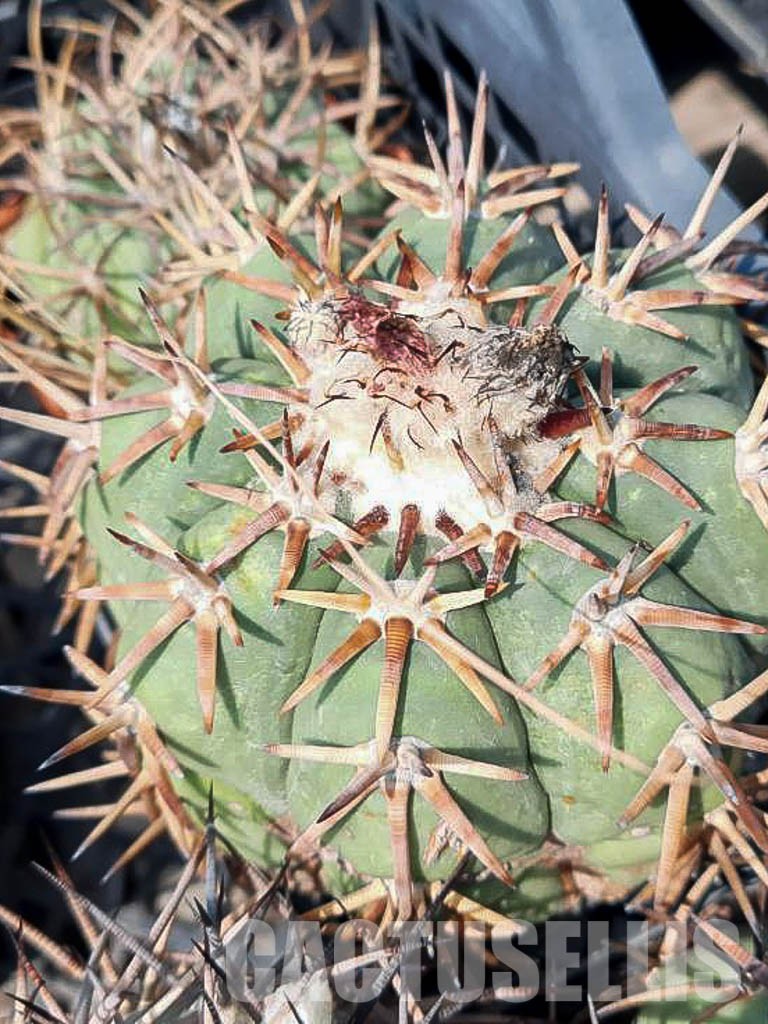 LOT424 10 SEEDS Echinocactus Horizontalonius 2022 - Obrázek 8