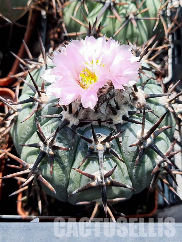 LOT424 10 SEEDS Echinocactus Horizontalonius 2022 - Obrázek 5