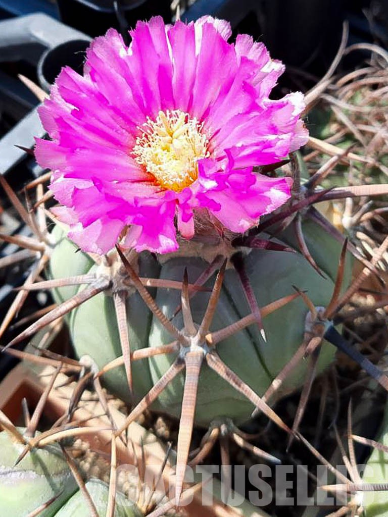 LOT424 10 SEEDS Echinocactus Horizontalonius 2022 - Obrázek 3