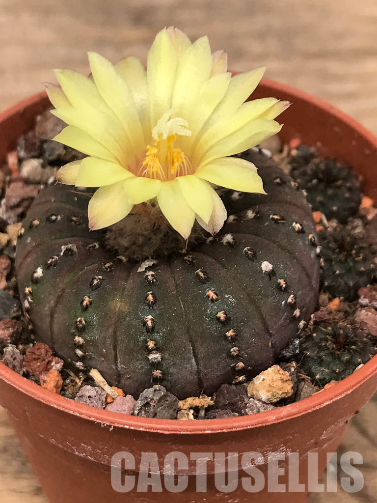 LOT456 10 SEEDS Frailea Castanea 2022