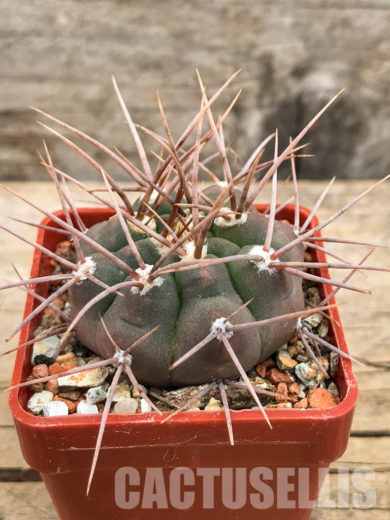 LOT388 10 SEEDS Gymnocalycium Bodenbenderianum STO 010