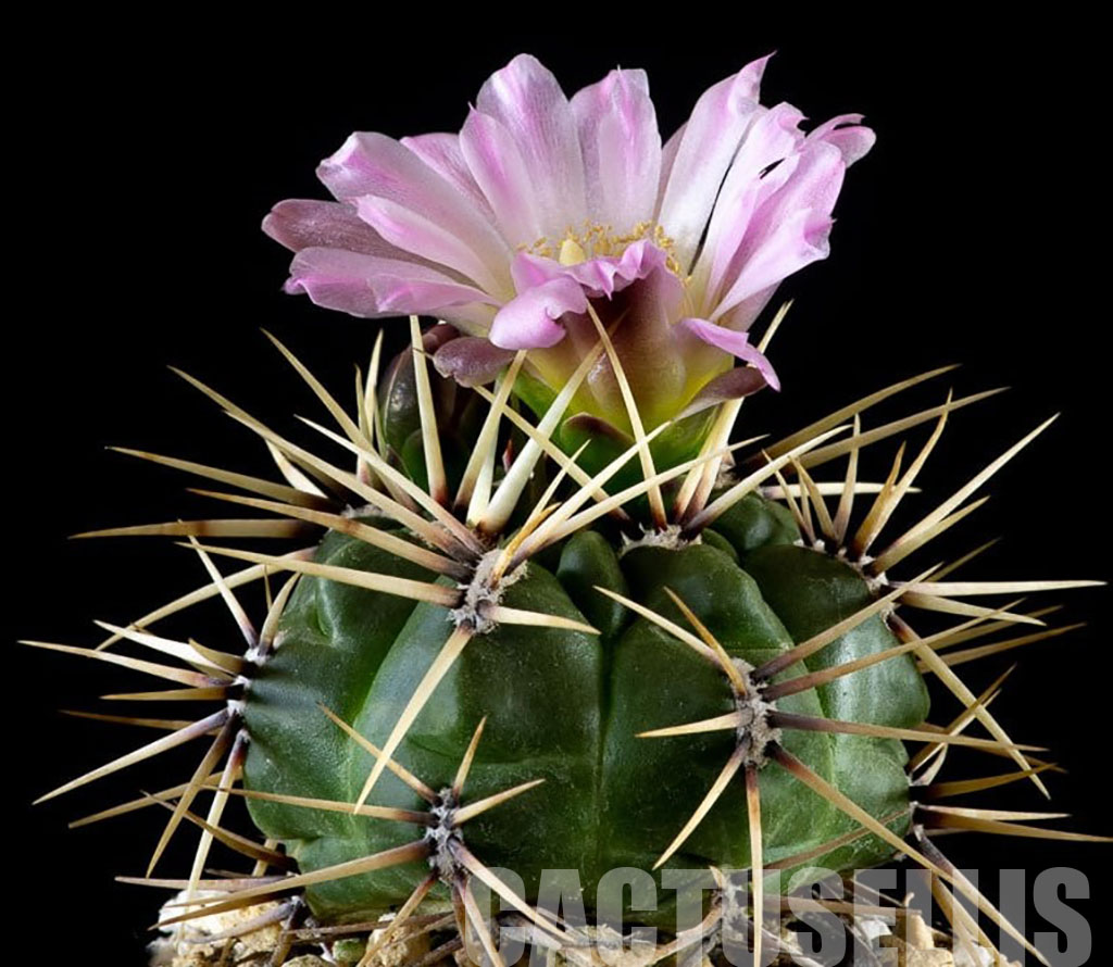 LOT391 10 SEEDS Gymnocalycium Brachyanthum ssp.Gertrudae v. Confusa