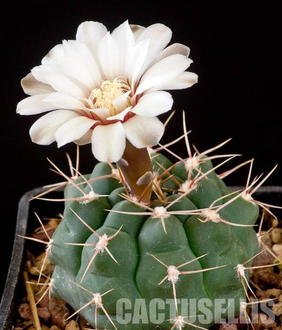 LOT392 10 SEEDS Gymnocalycium Capillaense v. Mucidim